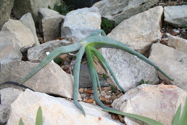 aloe speciosa [640x620].jpg