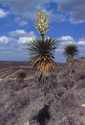 Yucca faxoniana dans la nature