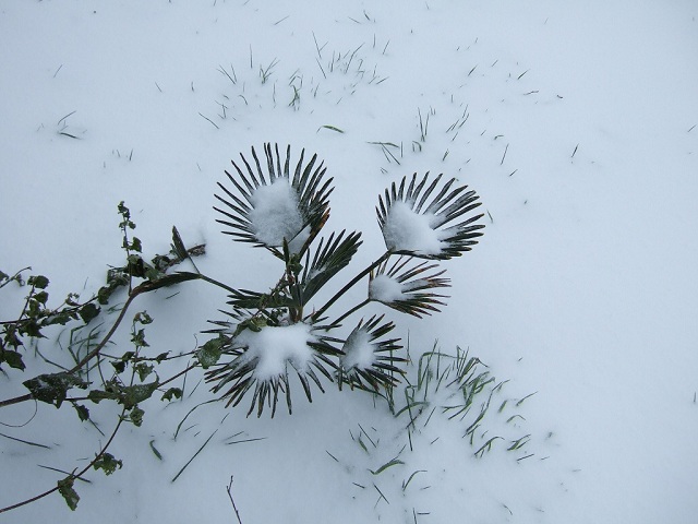 premier hiver pour mon wagnerianus