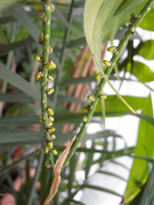 chamaedorea 006.JPG
