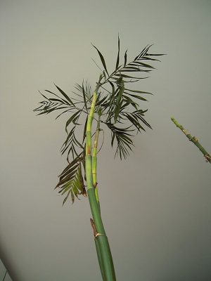 chamaedorea 001.JPG