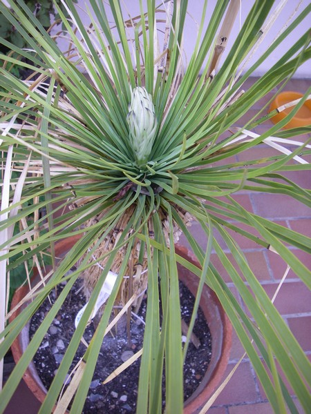Yucca linearifolia fl Ext Echirolles bis.jpg