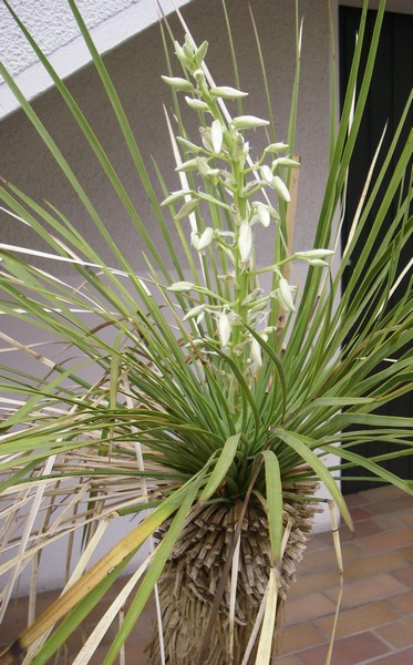 Yucca linearifolia fl Ext Echirolles (4) bis.jpg