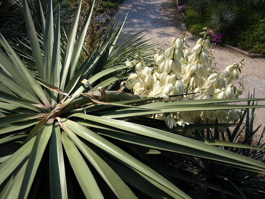 Y-grandiflora(small).JPG