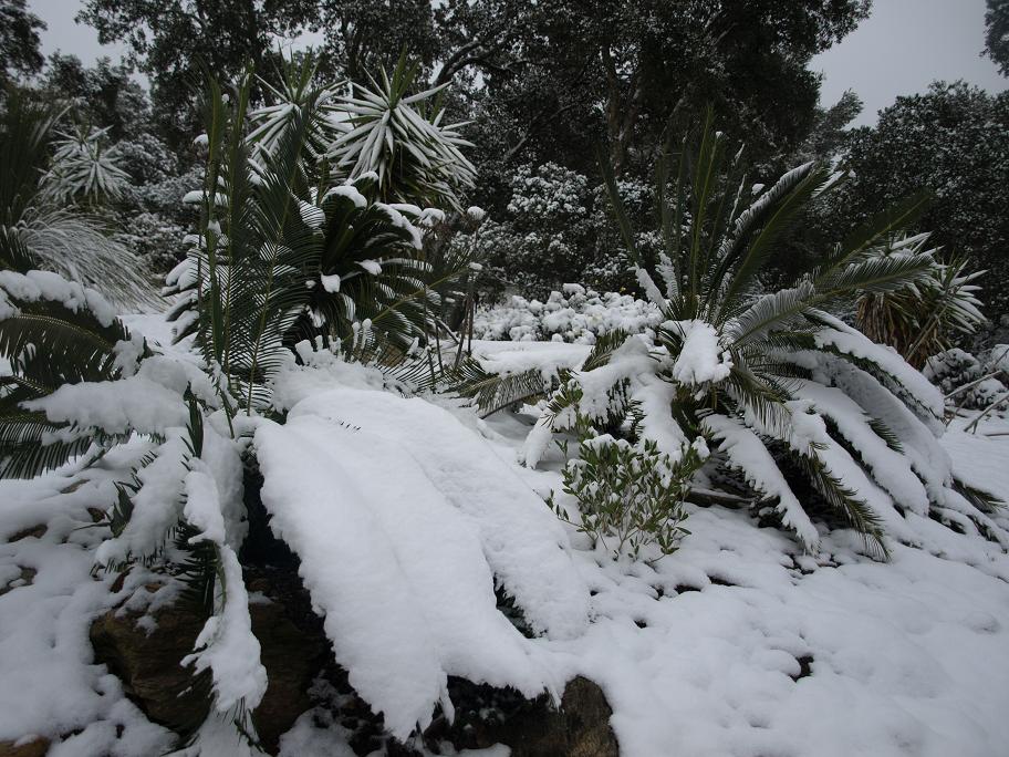 Cycas-panzihuaensis2.jpg