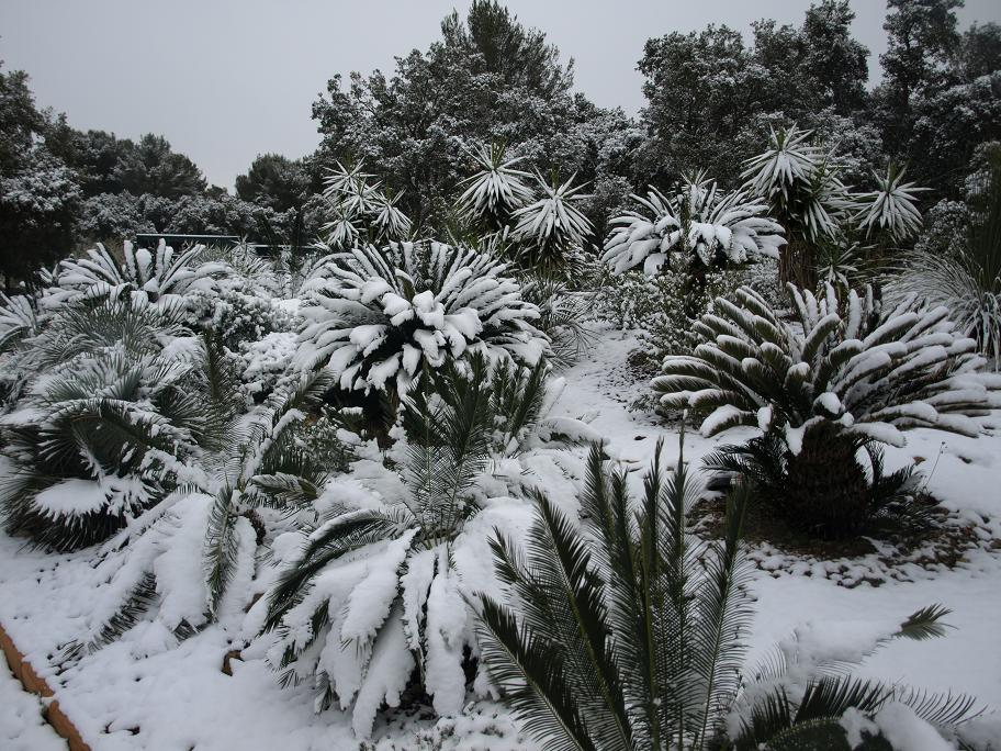 Cycas-panzihuaensis3.jpg