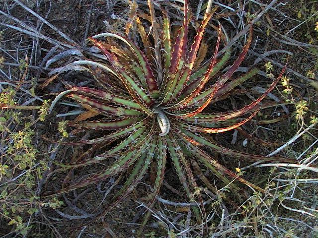 Hechtia glomerata (Texas).jpg