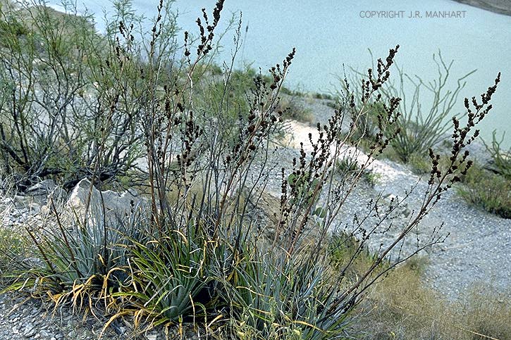 H. texensis - Big Bend NP. habitat.jpg