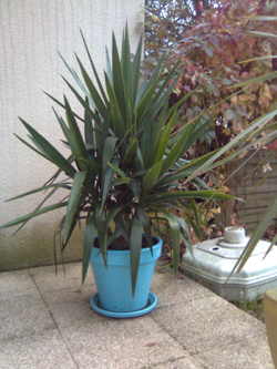 yucca1.JPG