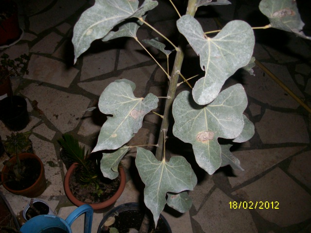 IMGP1223.JPG