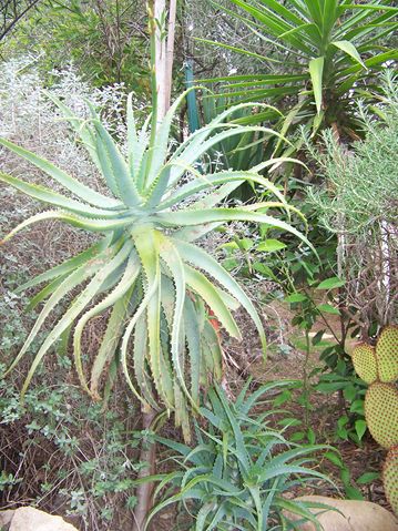 aloe arborescens