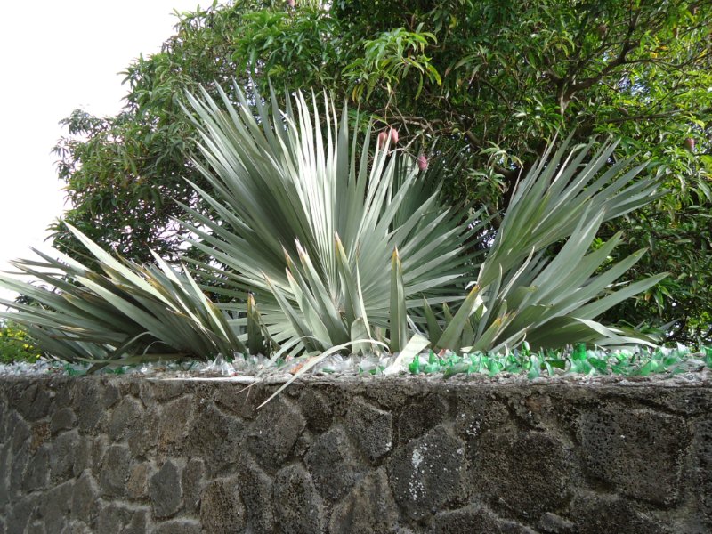 DSC00264.jpg