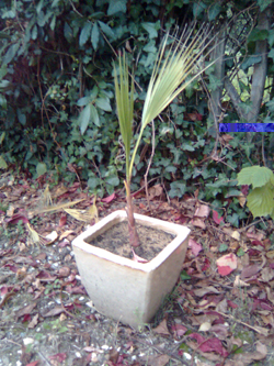 jeune washingtonia filifera.JPG