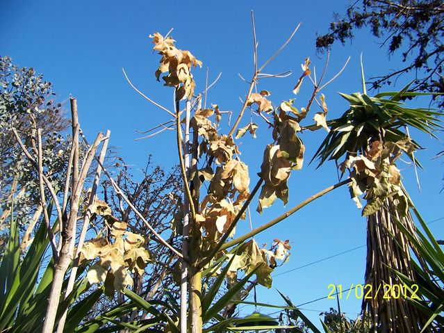 brachychyton acerifolius