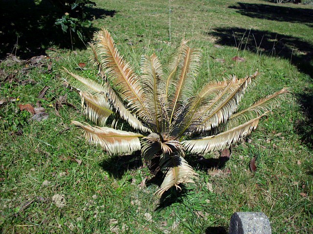 HPIM0395.JPG