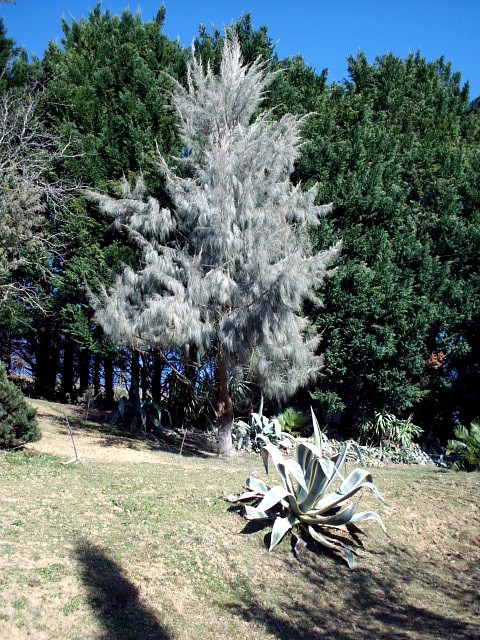 HPIM0390.JPG
