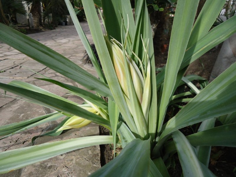 Beschorneria yuccoides