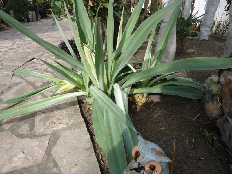 Beschorneria yuccoides