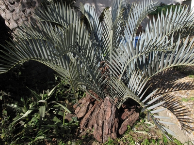 Enceph. lehmannii, protection du caudex par écorces..jpg