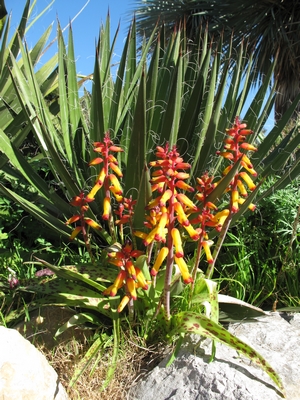 Lachenalia aloïdes tricolor, fev2012.jpg
