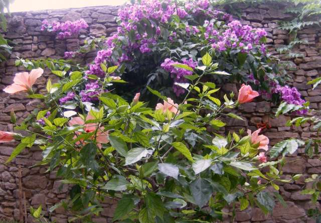 mur fleurie
