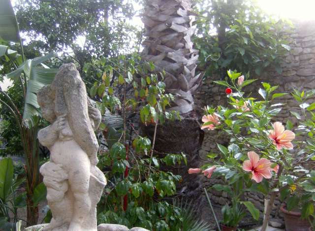 hibiscus