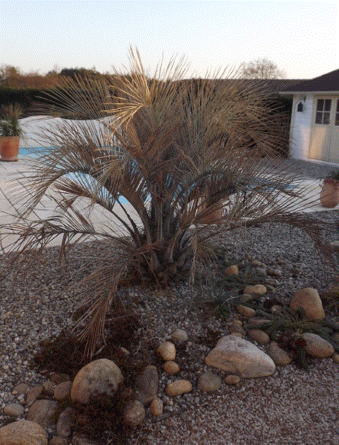 butia.GIF