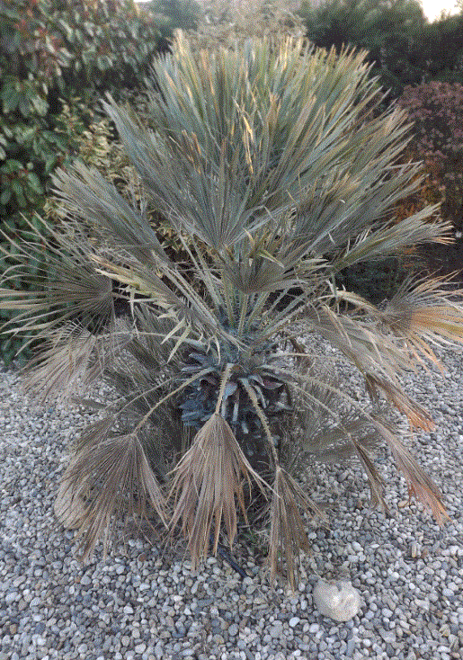 humilis.GIF