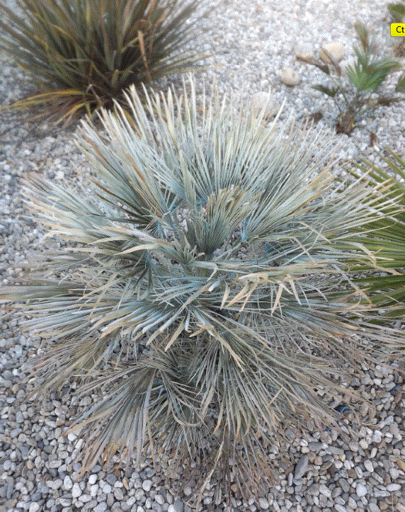 humilis2.GIF