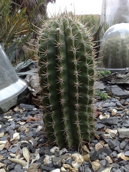 Echino SP.jpg