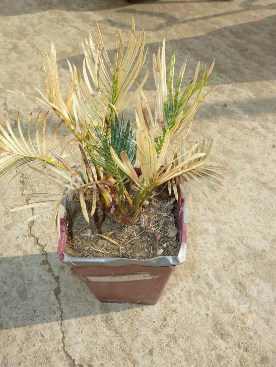 P1050398bis.jpg