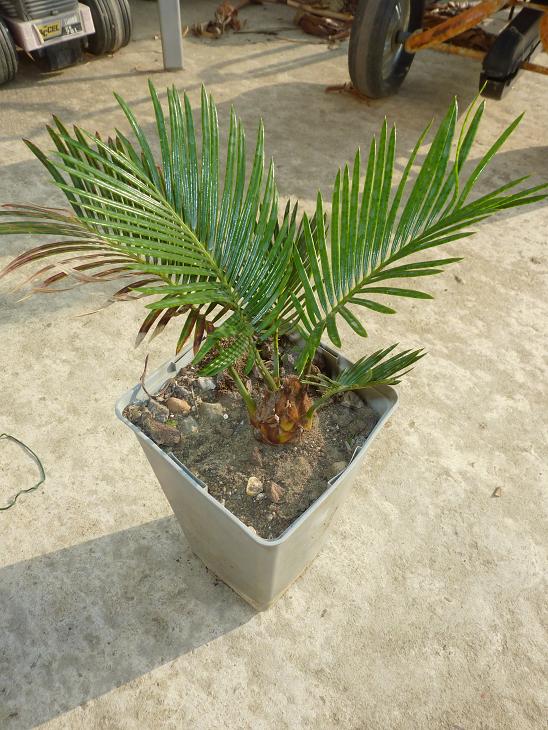 P1050399bis.jpg
