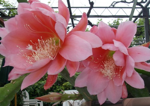 Epiphyllum hyb Cherubin 2009 132 bis.jpg