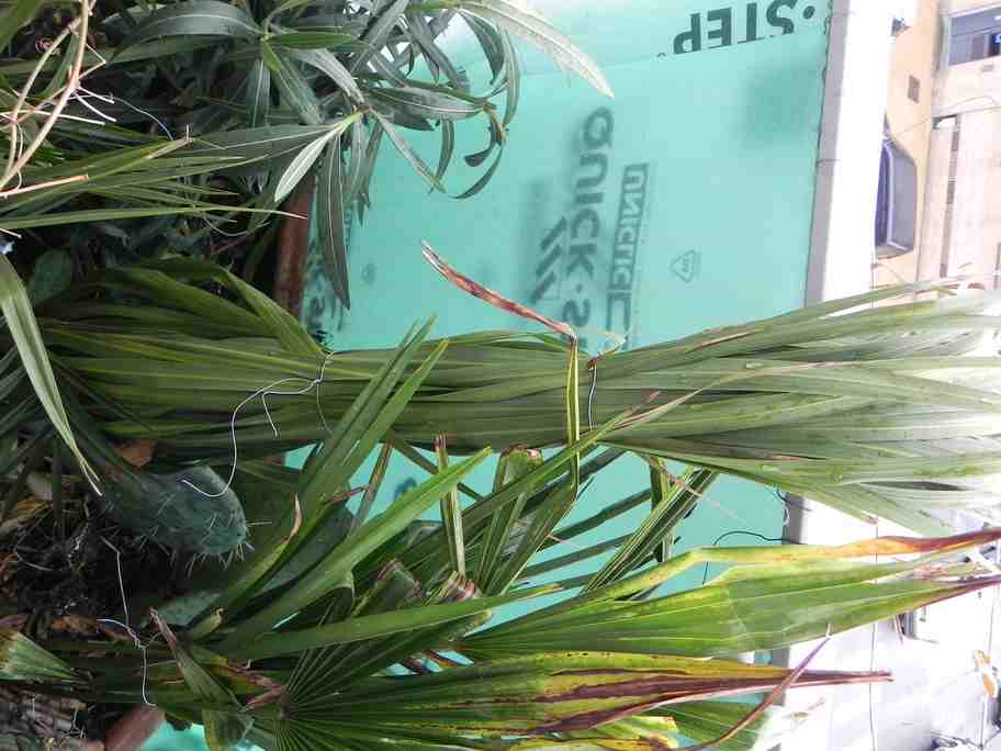 Cordyline australis RAS