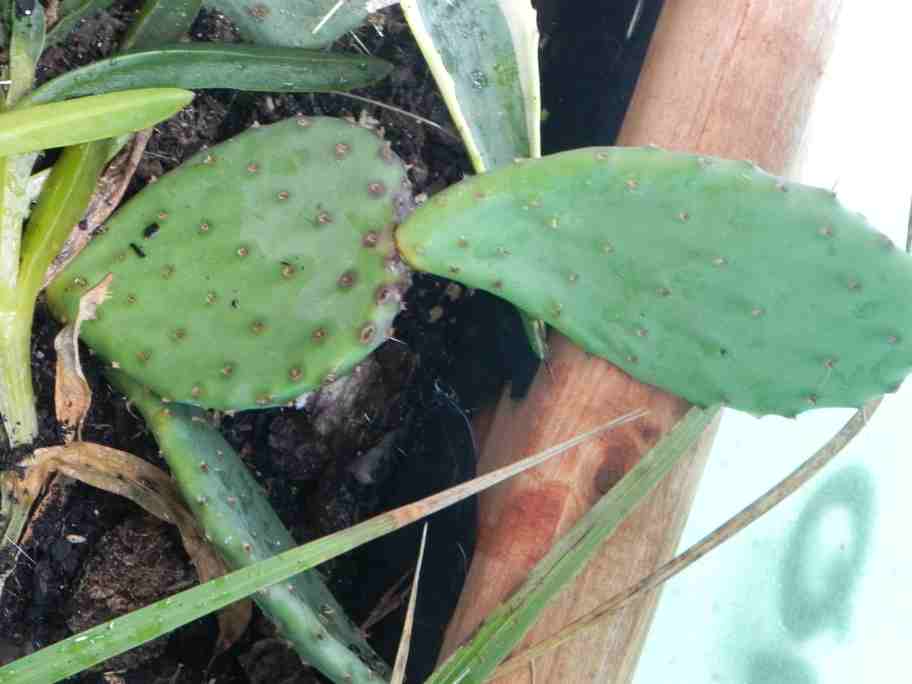 opuntia ? ras