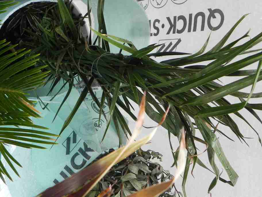 Phoenix canariensis avec quelques xérophites au pied