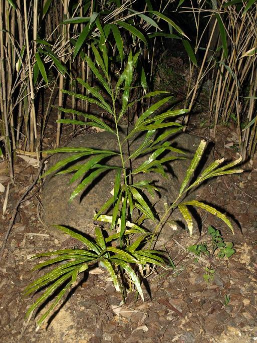 Cycas multifrondis