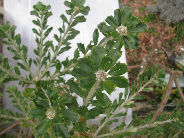 banksia.JPG