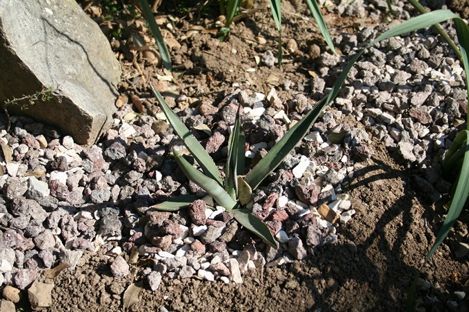 agave nigra 2011 (rocaille 1) [680x640].jpg