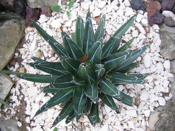 agave victoriae reginae (2) [680x640].JPG