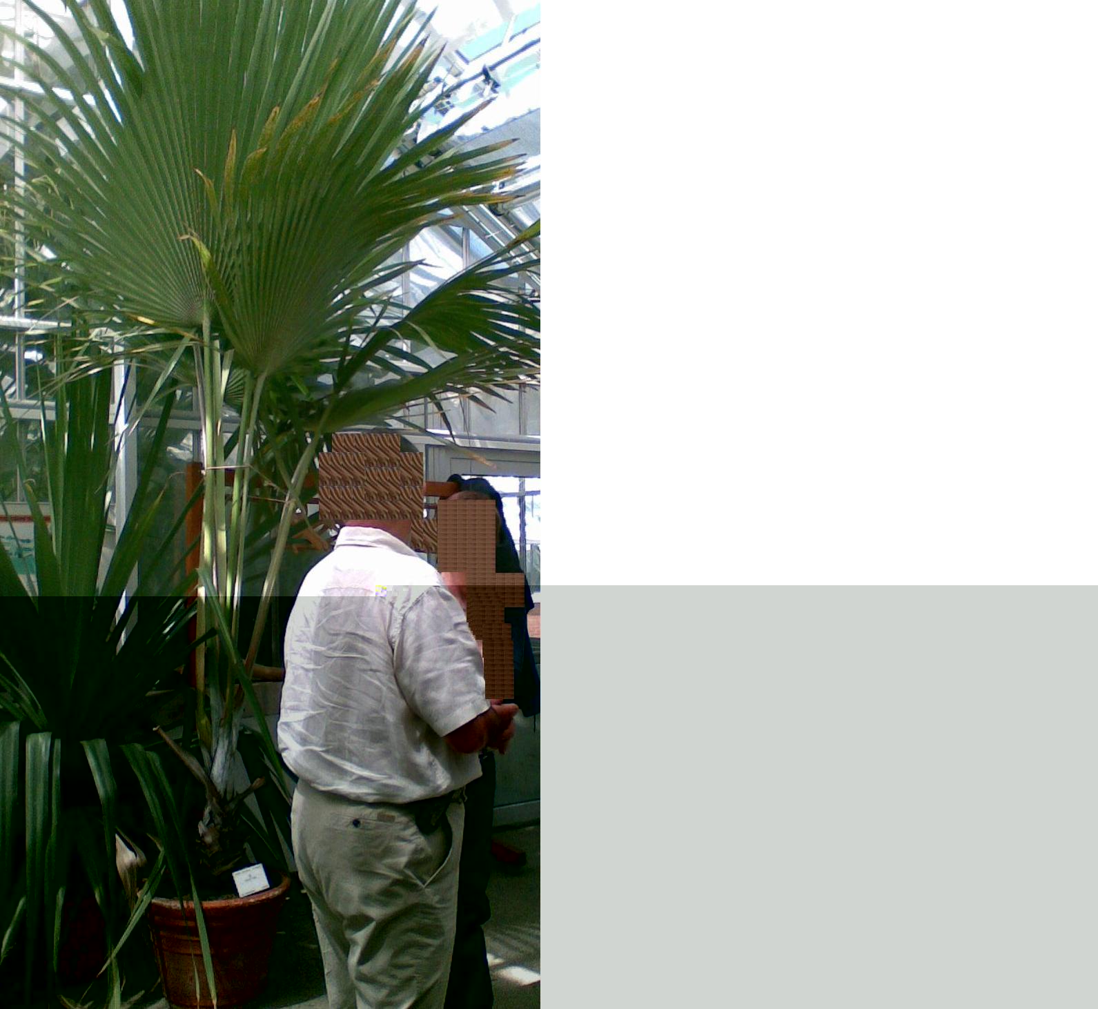 Latania lontaroides retouchée.JPG