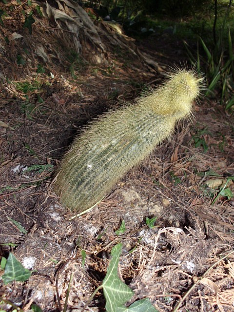 HPIM0487.JPG