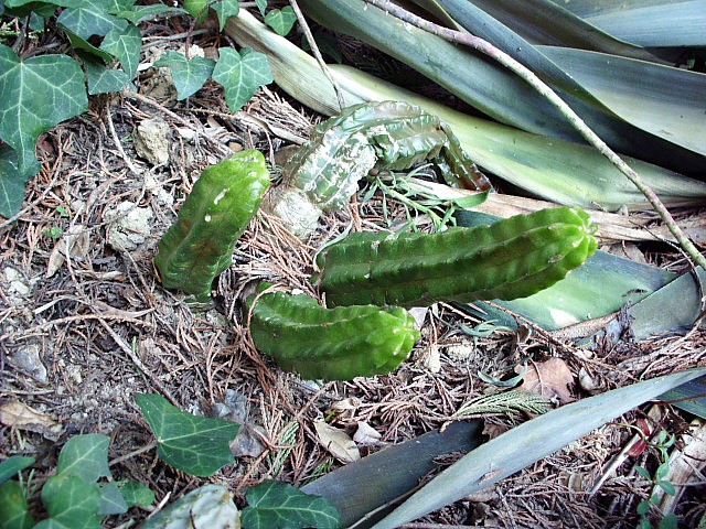HPIM0490.JPG