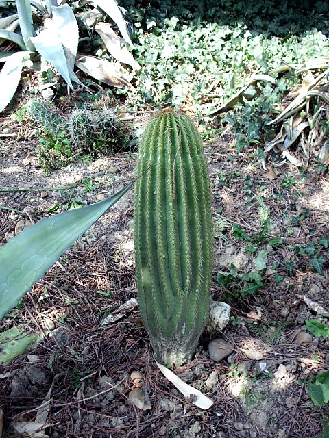 HPIM0493.JPG
