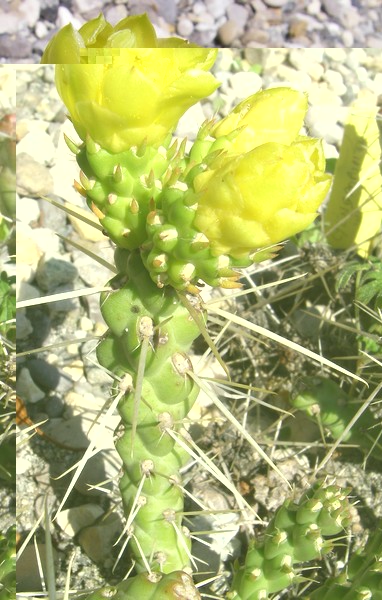 Cylindropuntia whipplei f minor 048 bis.jpg