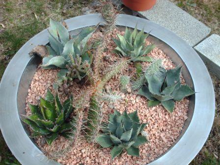 Collection agaves/opuntias