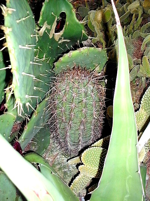 HPIM0509.JPG