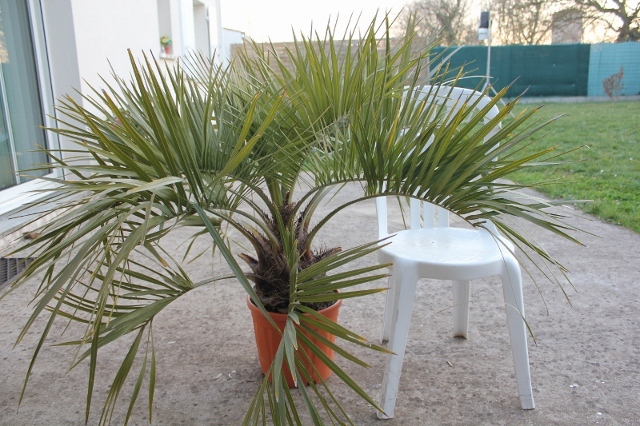 le butia