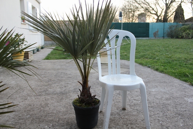 le brahea
