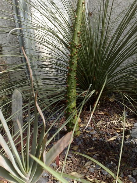 Chorisia Spe 1.jpg